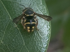 Loyolanthidium