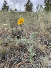 Balsamorhiza lanata