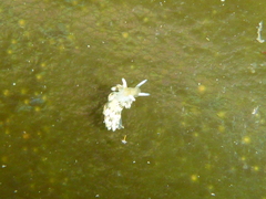 Diaphoreolis flavovulta