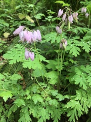 Dicentra formosa
