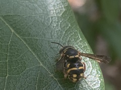 Loyolanthidium