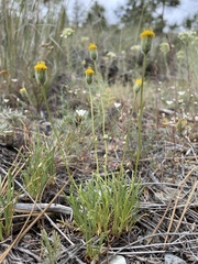 Erigeron bloomeri
