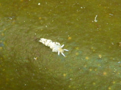 Diaphoreolis flavovulta