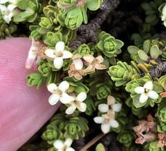 Pimelea microphylla