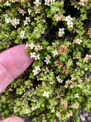 Pimelea microphylla