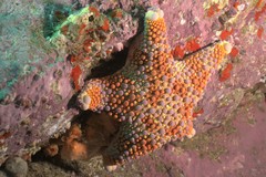 Asterodiscides truncatus