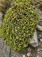 Pimelea microphylla