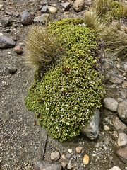 Pimelea microphylla