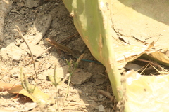 Aspidoscelis lineattissimus