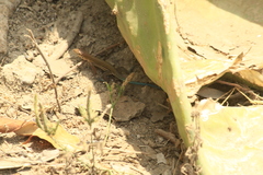 Aspidoscelis lineattissimus