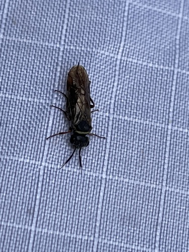 iNaturalist observation photo of Xyelid Sawflies