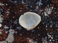 Chioneryx cardioides