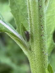 Agallia quadripunctata