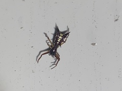 Micrathena