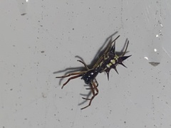 Micrathena