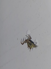Micrathena