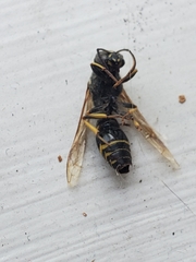 Ancistrocerus antilope