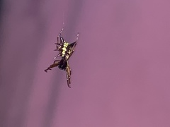 Micrathena