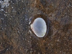 Chioneryx cardioides