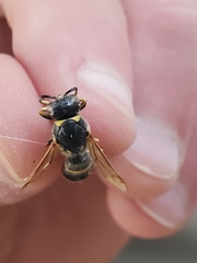 Ancistrocerus antilope