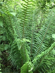 Polystichum munitum