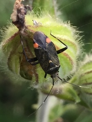 Closterotomus cinctipes