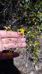 Bloomeria crocea aurea