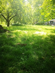 Sciurus carolinensis