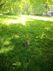 Sciurus carolinensis