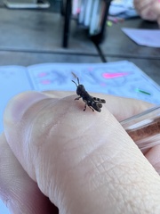 Melanoplus punctulatus