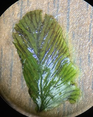 Trichomanes javanicum