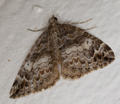 Dysstroma mancipata