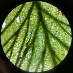 Trichomanes javanicum