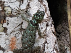 Sceloporus serrifer