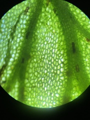 Trichomanes javanicum