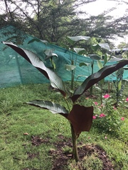 Heliconia metallica