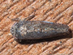 Paraphlepsius tennessus