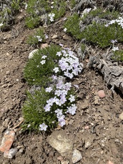 Phlox pulvinata
