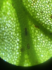 Trichomanes javanicum