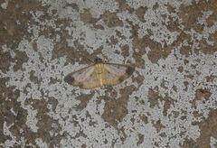 Eulepte gastralis