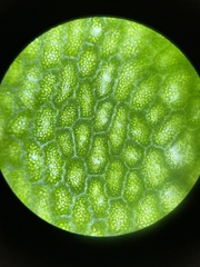 Trichomanes javanicum