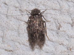 Echmepteryx