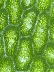 Trichomanes javanicum