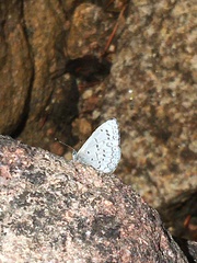 Celastrina echo sidara