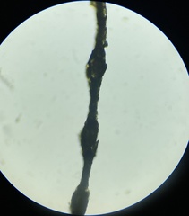 Trichomanes javanicum