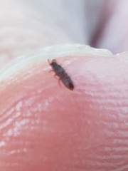 Osoriinae