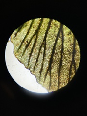 Trichomanes javanicum