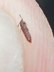 Osoriinae