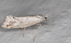 Euceratia securella