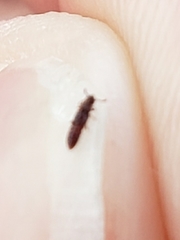 Osoriinae